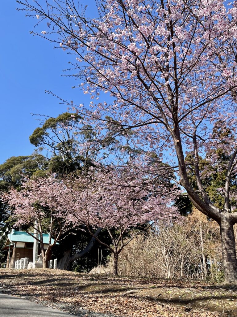 大漁桜
