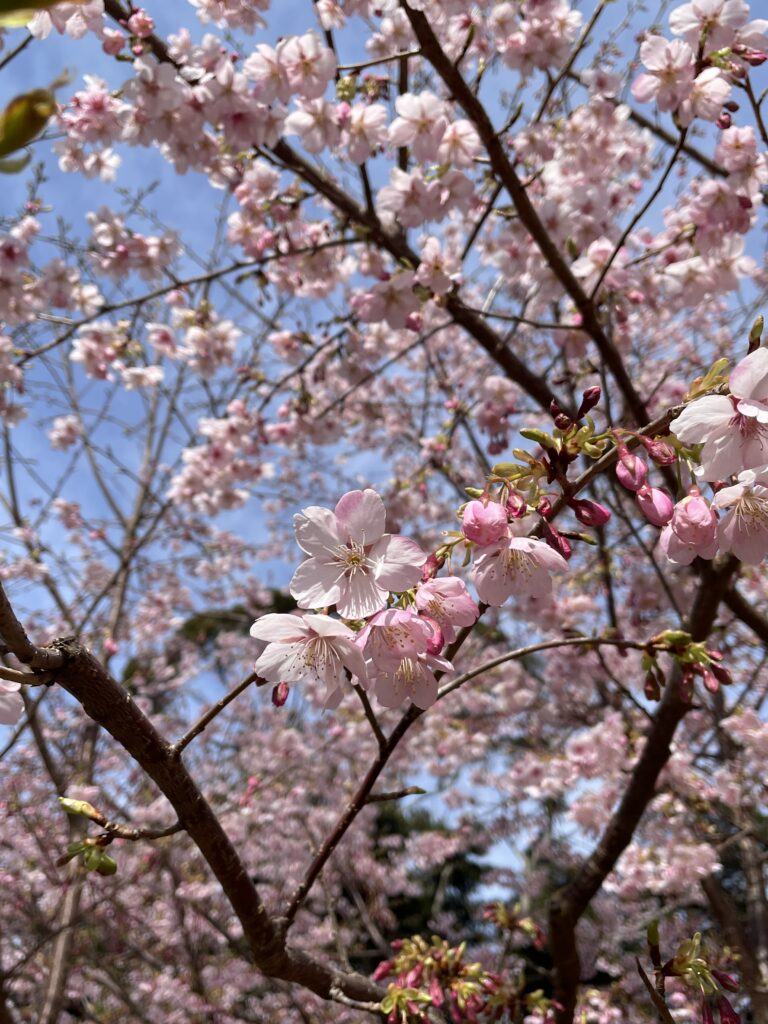 大漁桜